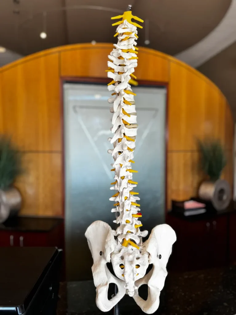 Anatomical model of a human spine and pelvis, white bones with yellow discs, against a blurred office background.